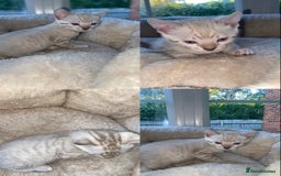 Bengal cats for sale: 5 Bengal Kittens (snow, brown, black) - Image 6