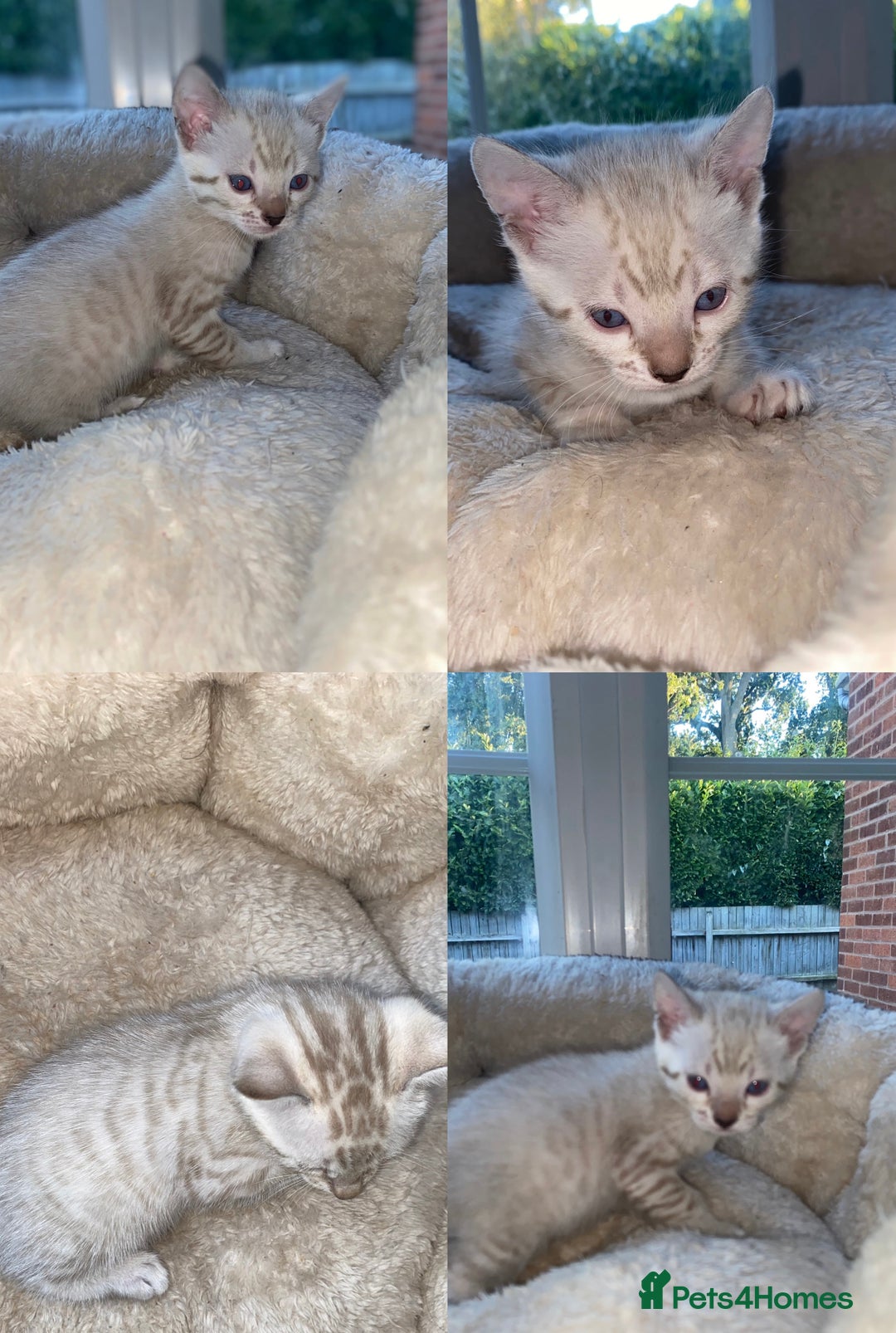 Bengal cats for sale: 5 Bengal Kittens (snow, brown, black) - Image 6