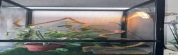 Chameleon reptiles for sale: Female panther Chameleon  - Advert 5