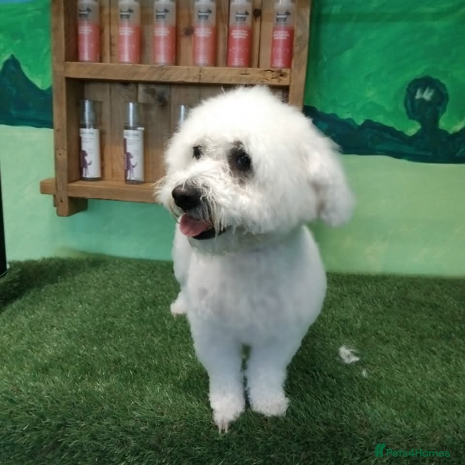 Bichon Frise dogs Bichon frise  - Advert 1