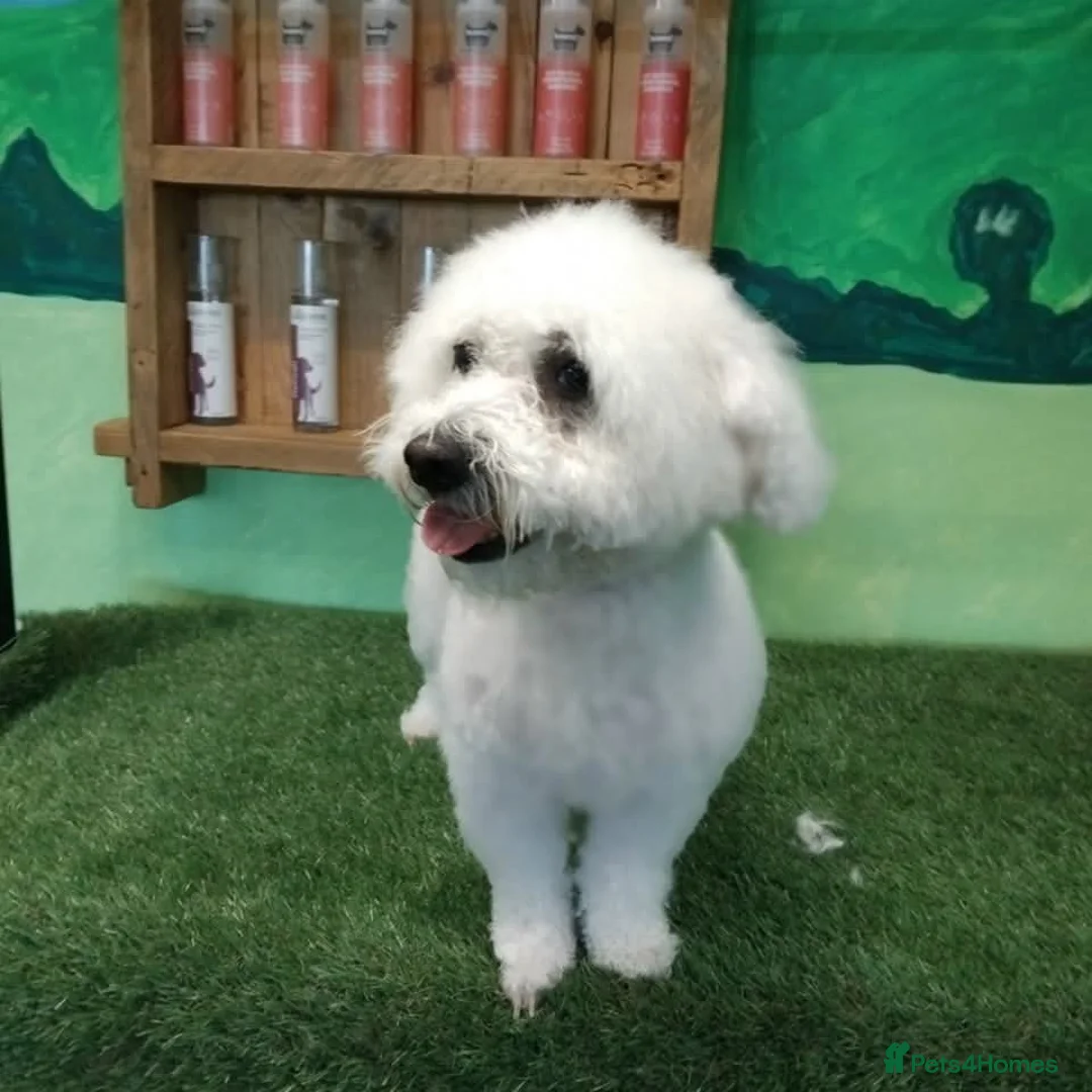 Bichon Frise dogs for sale: Bichon frise  in Stourbridge - Advert 1