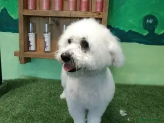 Bichon Frise dogs Bichon frise - Advert 1