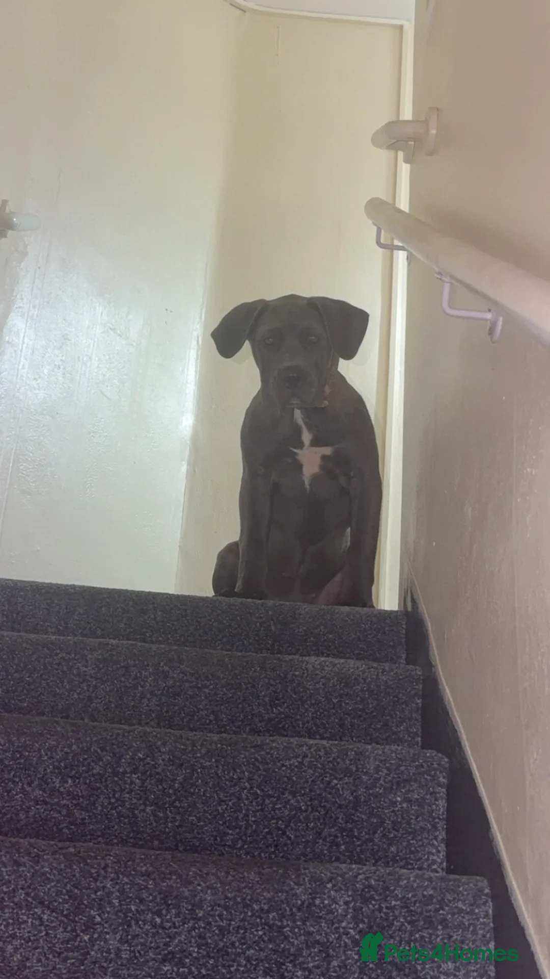 Mixed Breed dogs for sale: Cane corso   - Advert 9