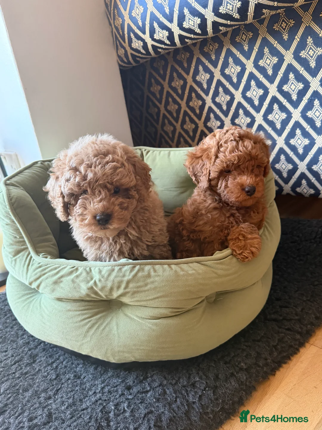 Maltipoo dogs for sale: Beautiful red multipoo for sale 2 boys 1 girl - Advert 10