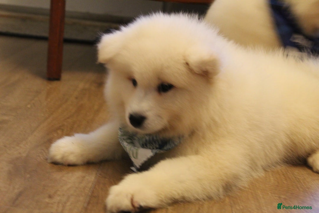 Samoyed dogs for sale: Samoyed puppies looking for the new loving  home - Image 25