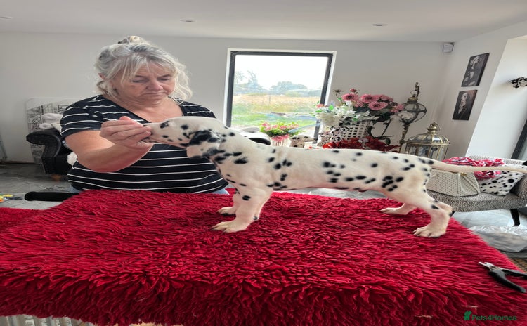 Dalmatian dogs - Advert 10