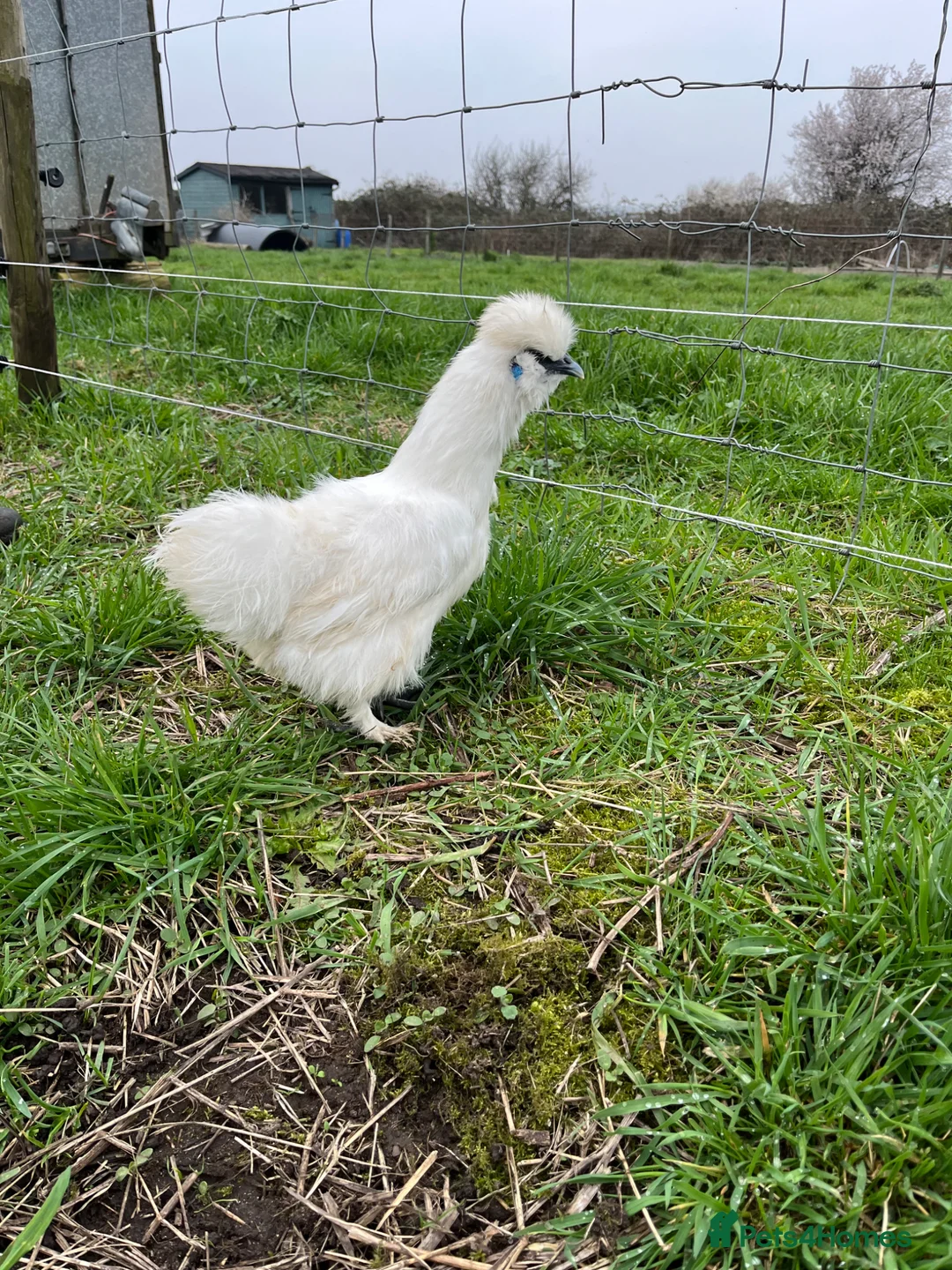 Chickens poultry for sale: Silkie Point of Lay Females  - Advert 5