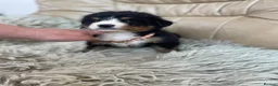 Bernese Mountain Dog dogs for sale: Stunning boys and girls - Advert 27