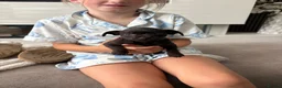Mixed Breed dogs for sale: Chihuahua x patterdale - Advert 7