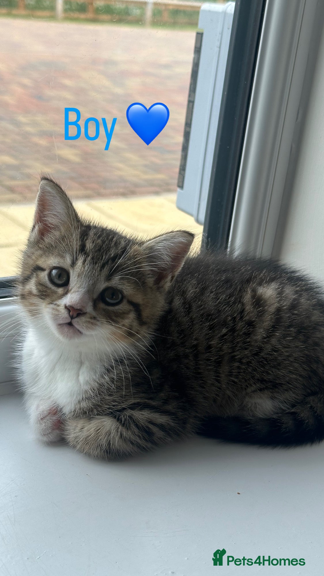 Mixed Breed cats for sale: British Shorthair / Mixed kittens  - Advert 6