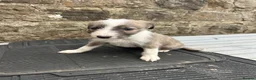 Lurcher dogs for sale: Bedlington whippet lurcher pups - Advert 15