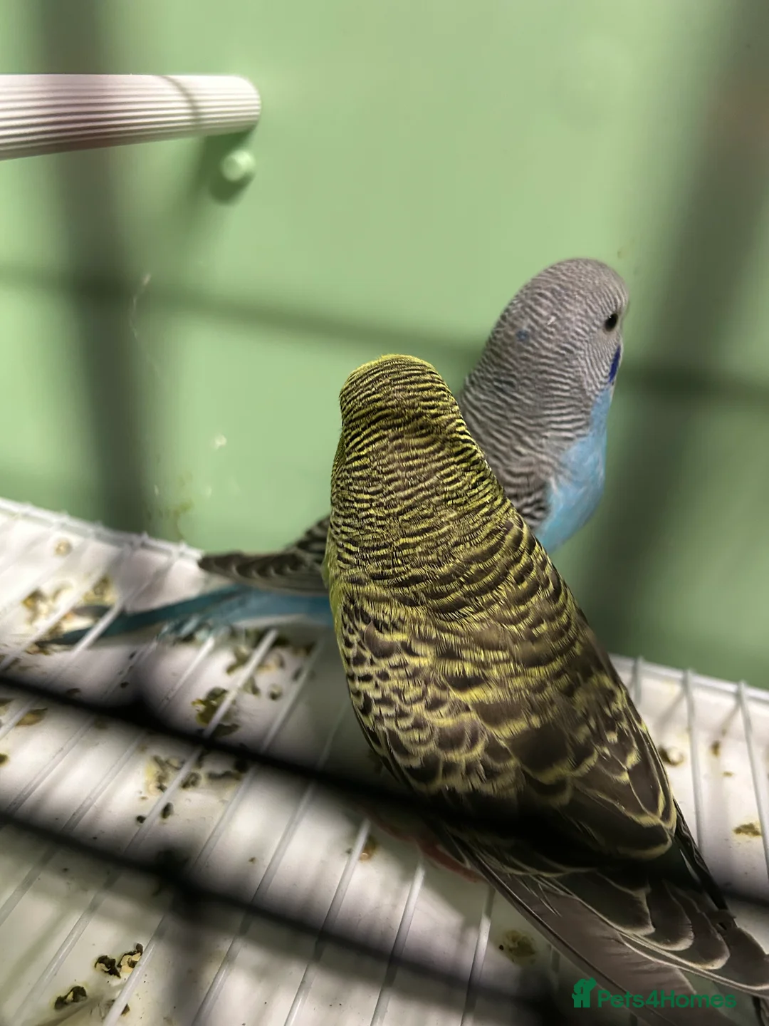 Budgerigars birds for sale: Budgies for Sale  - Advert 10