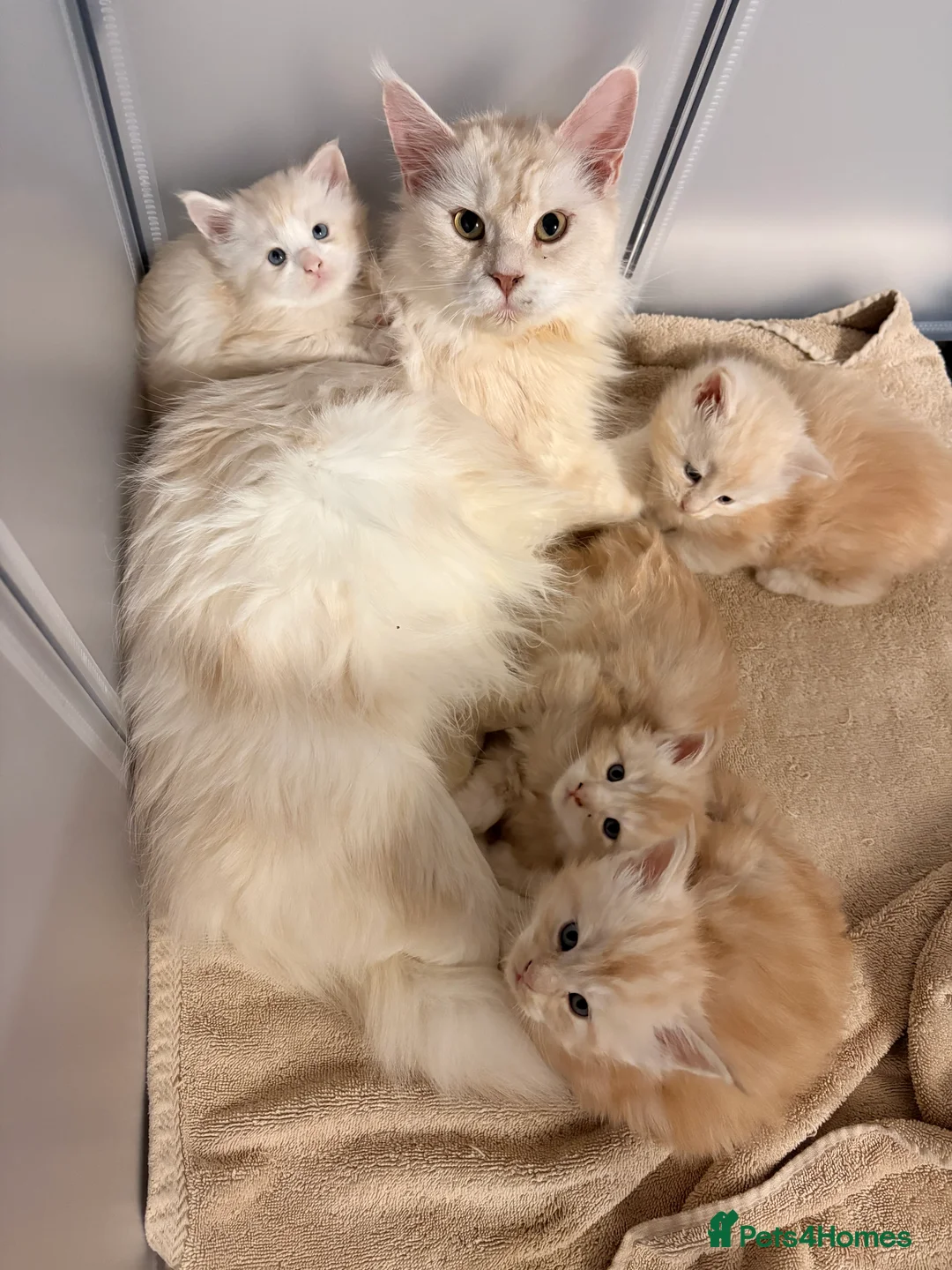 Maine Coon cats for sale: Amazing light babies great pedigree - Advert 3