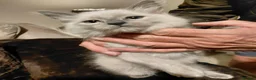 Ragdoll cats for sale: Ragdolls 2 girls 1 boy in East Boldon - Advert 14