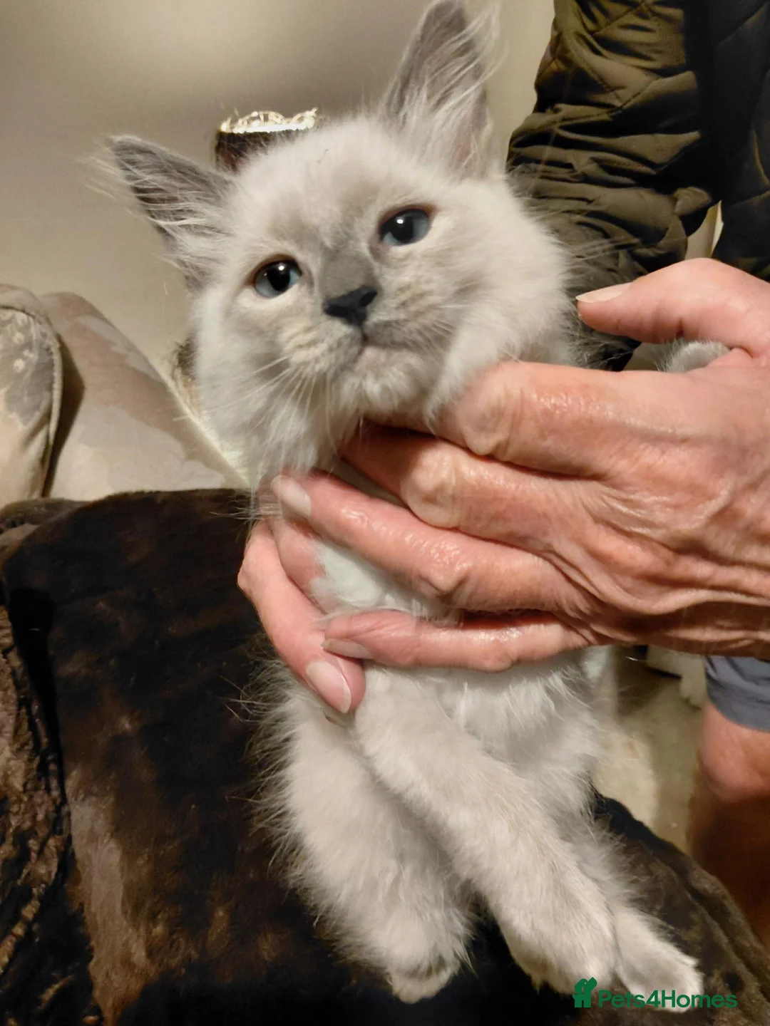 Ragdoll cats for sale: Ragdolls 2 girls 1 boy in East Boldon - Advert 14