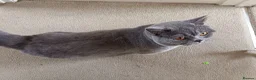 British Shorthair cats for stud: Blue British Shorthair stud, GCCF active - Advert 4
