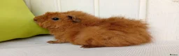 Guinea Pig rodents for sale: Baby guinea pigs  in Petworth - Advert 15