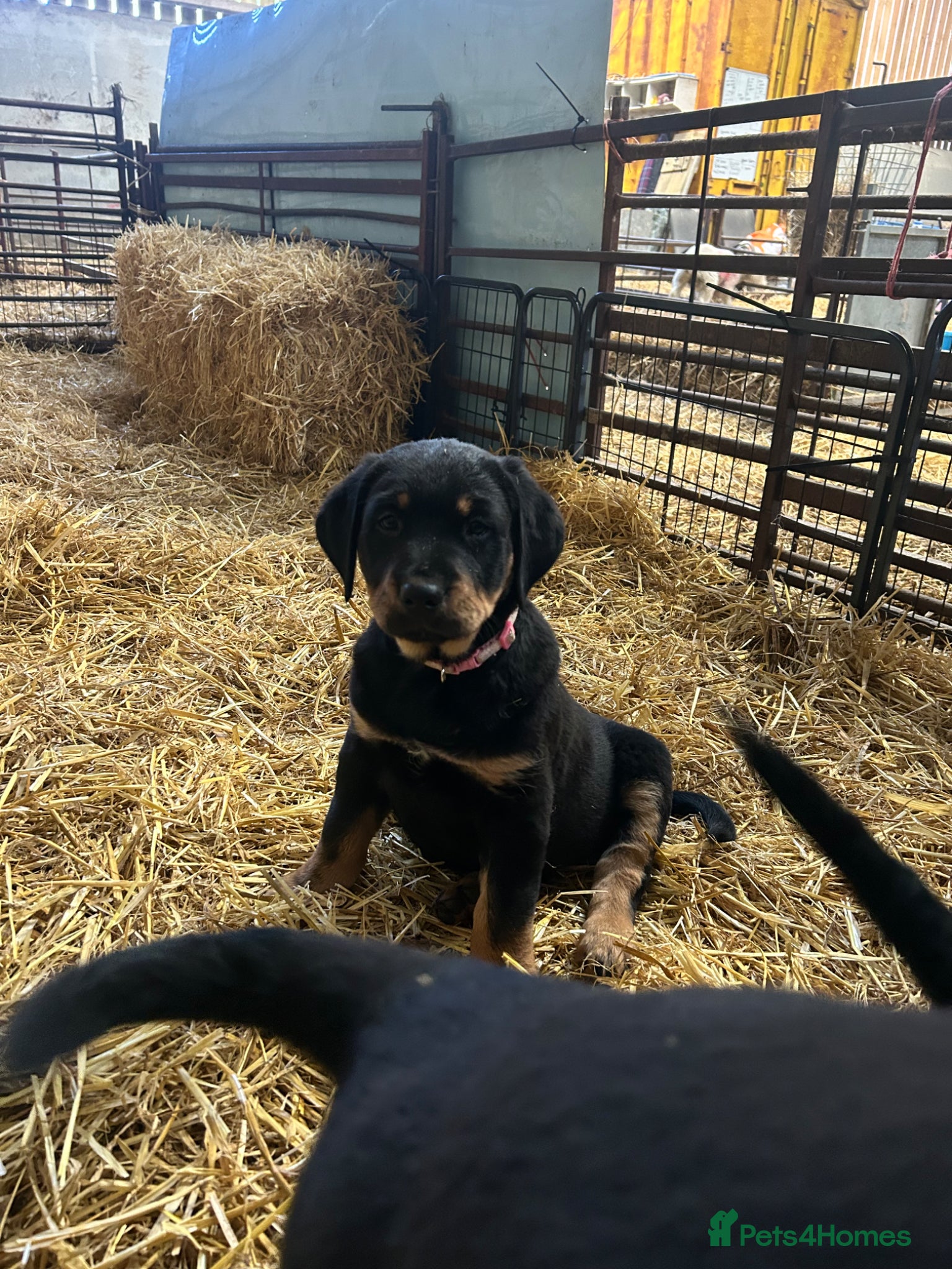 Mixed Breed dogs Adorable Golden Retriever x Huntaway puppies - Advert 5