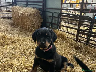 Mixed Breed dogs Adorable Golden Retriever x Huntaway puppies - Advert 5