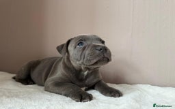 Staffordshire Bull Terrier dogs for sale: BLUEDOGCITY PHARON AT BULLSCAFF X WEDNESDAY ADDAMS - Image 15