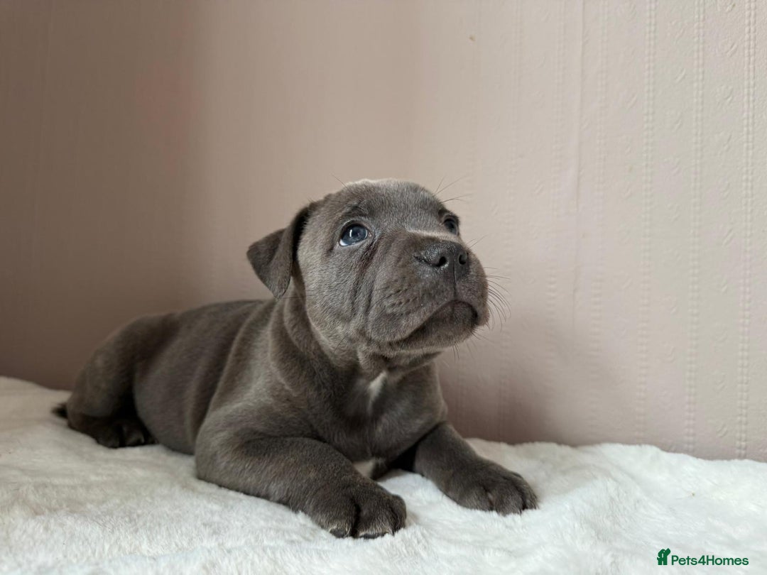 Staffordshire Bull Terrier dogs for sale: BLUEDOGCITY PHARON AT BULLSCAFF X WEDNESDAY ADDAMS - Image 15