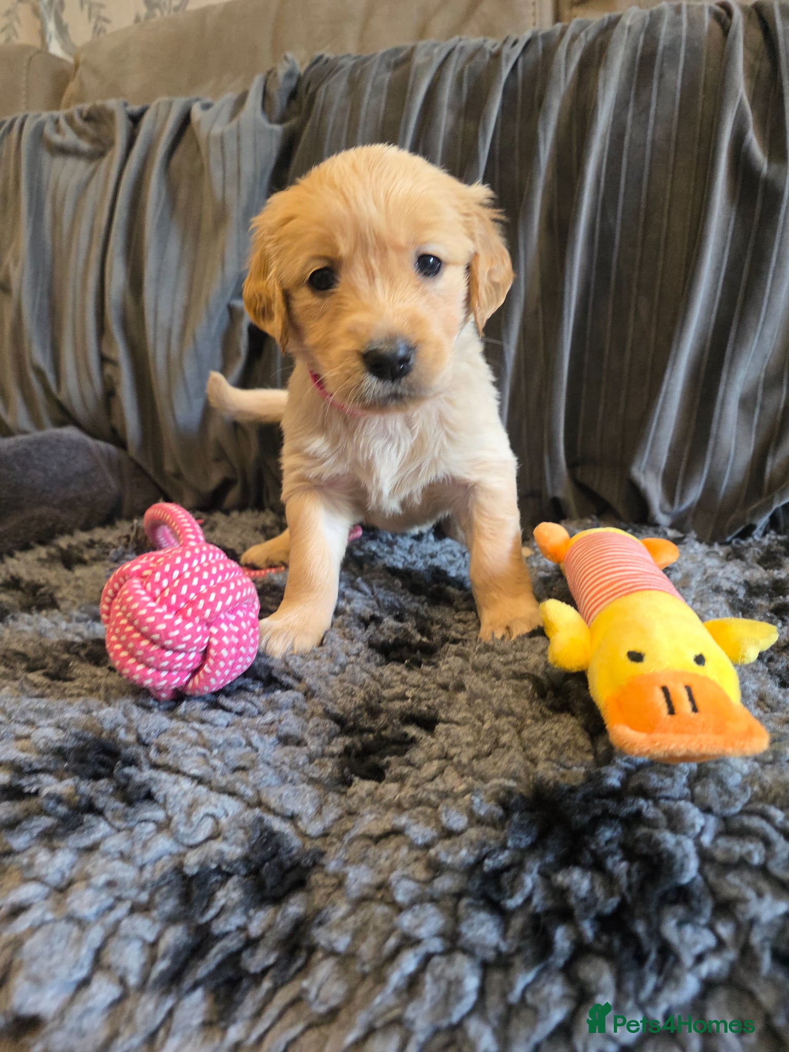 Golden Retriever dogs Golden Retriever puppy's KC  - Advert 1