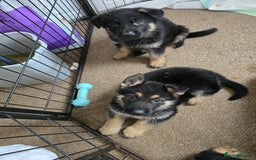 German Shepherd dogs for sale: German shepard pups - Image 21