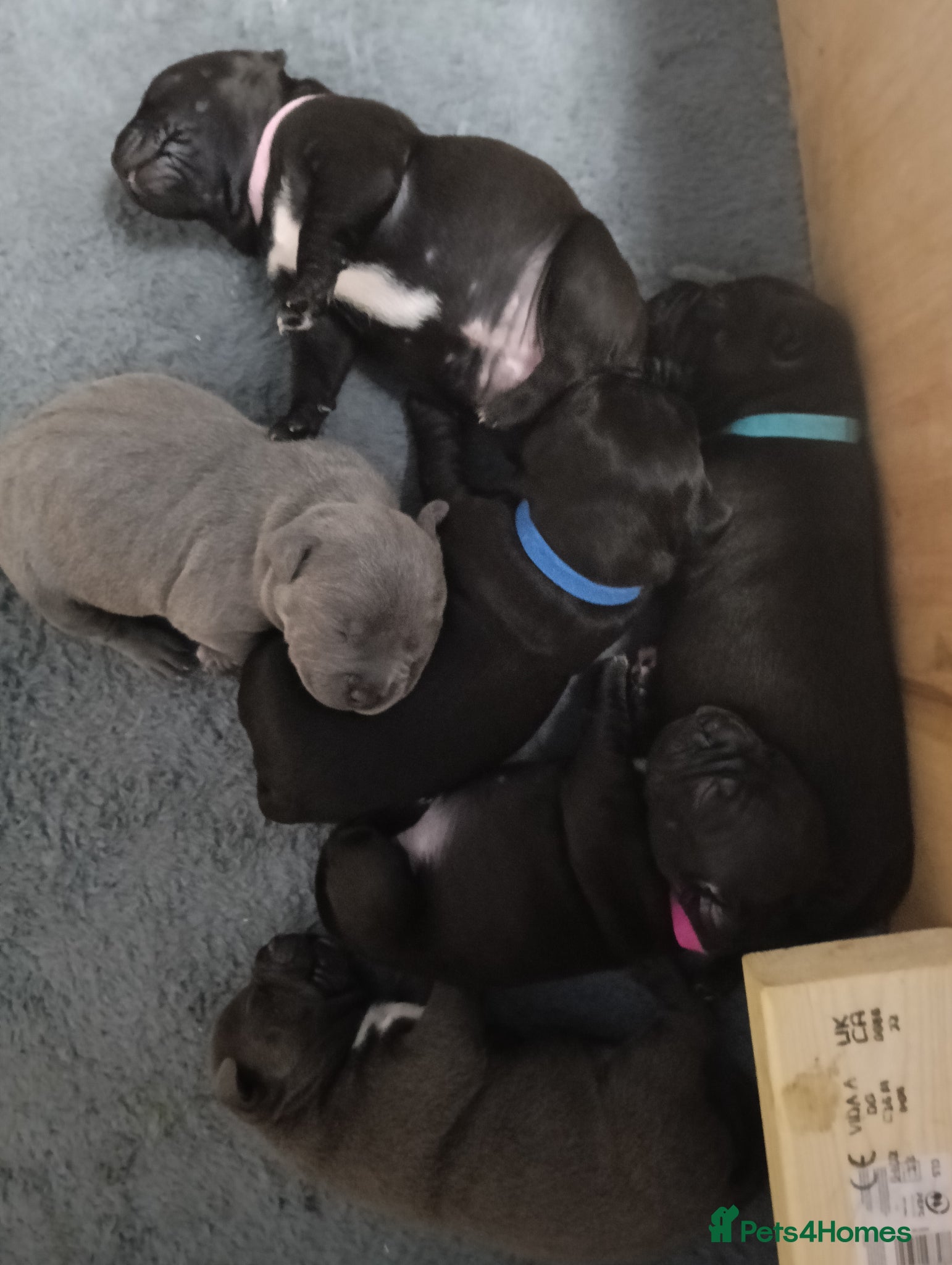 Staffordshire Bull Terrier dogs New staffy litter - Advert 1