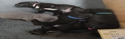 Staffordshire Bull Terrier dogs for sale: New staffy litter in Doncaster - Advert 1