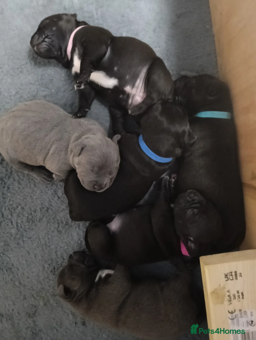 Staffordshire Bull Terrier dogs for sale: New staffy litter in Doncaster - Advert 1