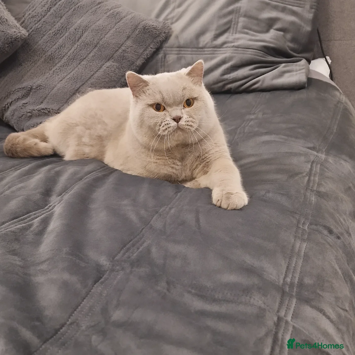 British Shorthair cats ❤️Amasing British Shorthair Lilac❤️ - Advert 2