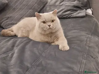 British Shorthair cats 🌟Exclusive Import ⭐World-Class Type🌟 - Advert 8