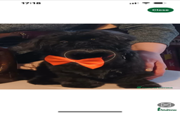 Shih Tzu dogs for sale: Shih Tzu Puppies  - Image 3