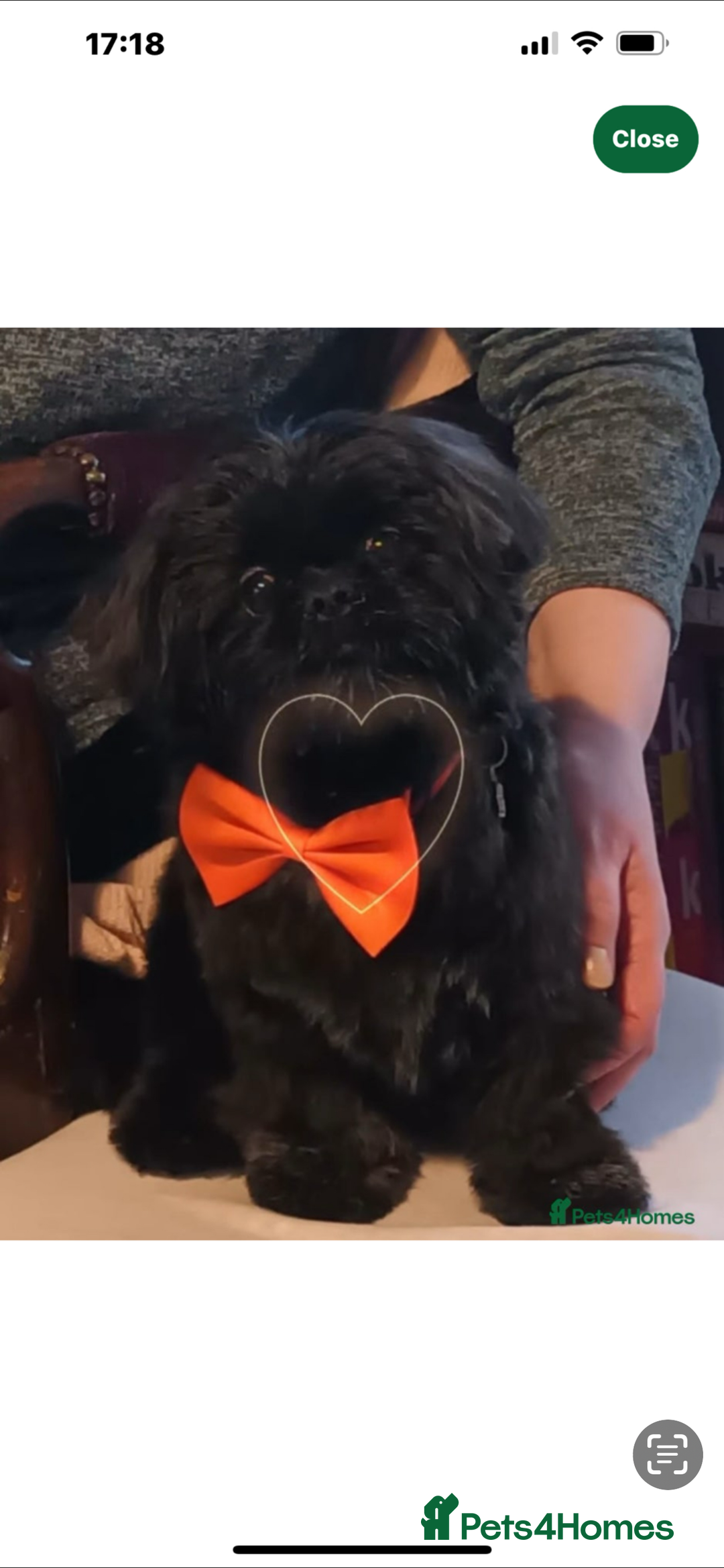 Shih Tzu dogs for sale: Shih Tzu Puppies  - Image 3