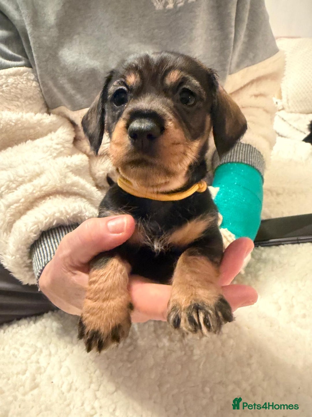 Dachshund dogs for sale: Tekel (wire haired dachshund) READY TO GO NOW - Advert 6