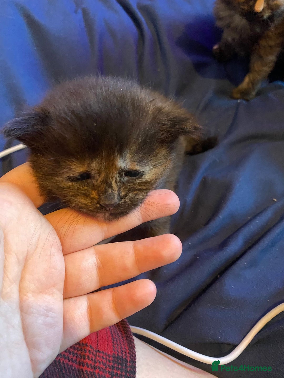 American Shorthair cats for sale: 6 kittens  - Image 10