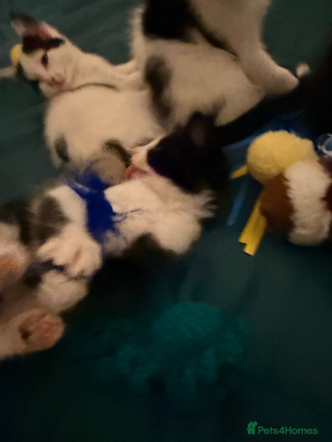 British Shorthair cats for sale: 4 adorable black and white kittens - Advert 9