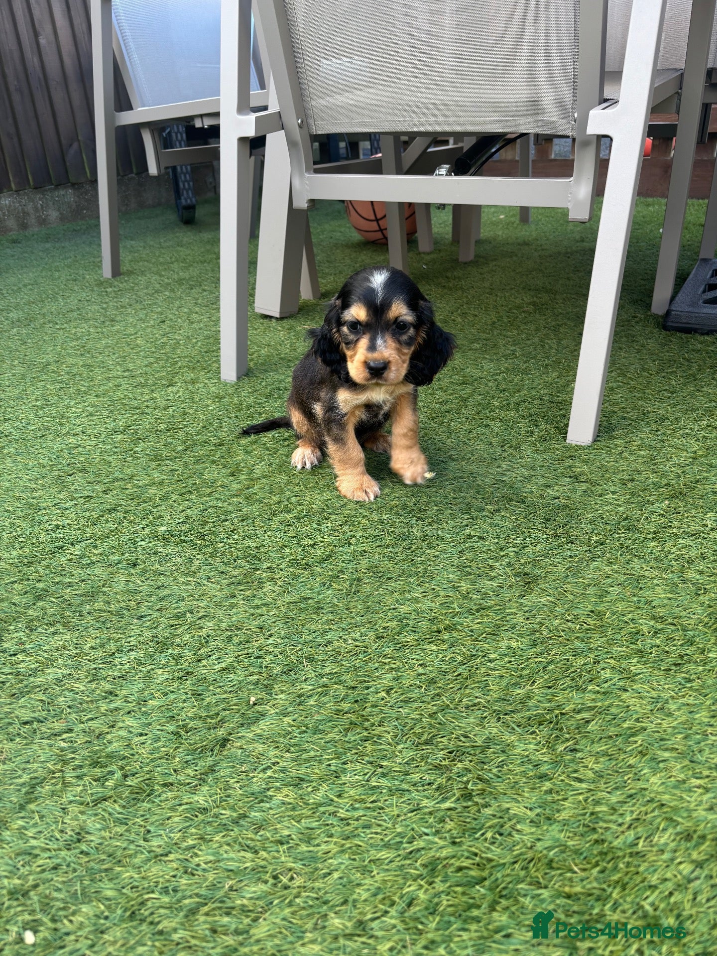 Cocker Spaniel dogs Cocker Spaniel Puppy (Male) - Advert 4