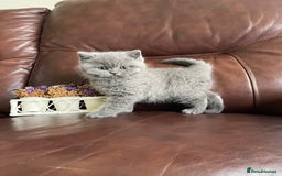 British Shorthair cats for sale:  British Blue kittens - Image 21