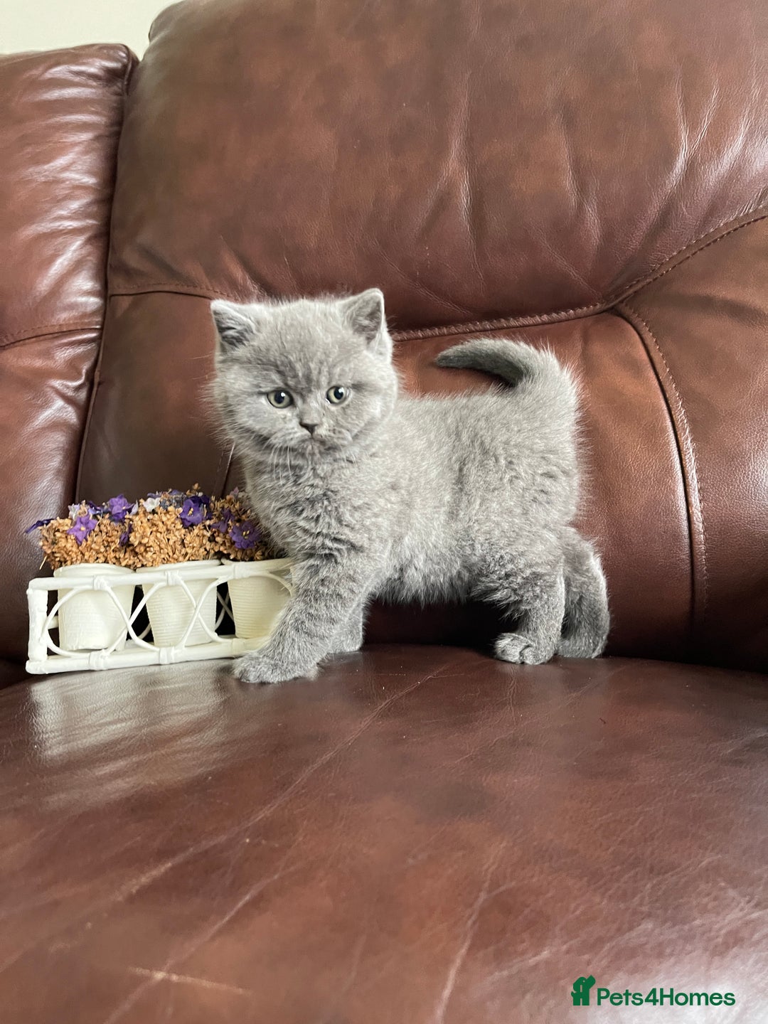 British Shorthair cats for sale:  British Blue kittens - Image 21