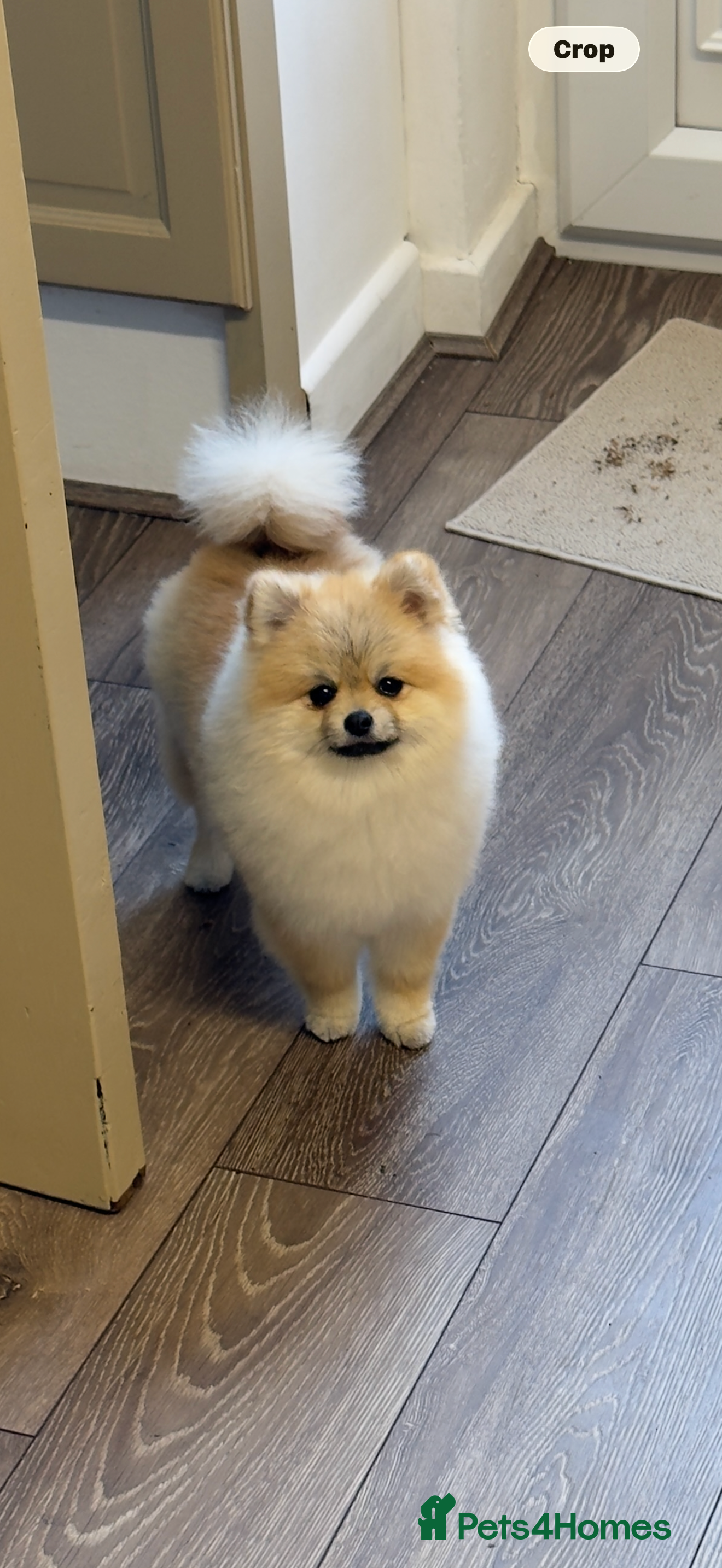 Pomeranian dogs KC registered xxs Pomeranian, 5gen pedigree - Advert 1
