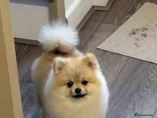 Pomeranian dogs KC registered xxs Pomeranian, 5gen pedigree - Advert 1