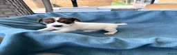 Jack Russell dogs for sale: Beautiful Jack Russell pups, petite, smooth coat.  - Advert 21