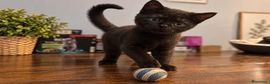 Scottish Fold 4