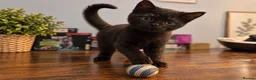 Scottish Fold cats for sale: Beautiful British Shorthair Kittens – Home Raised  - Advert 9