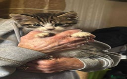 Mixed Breed cats for sale: Tabby kitten  - Image 1