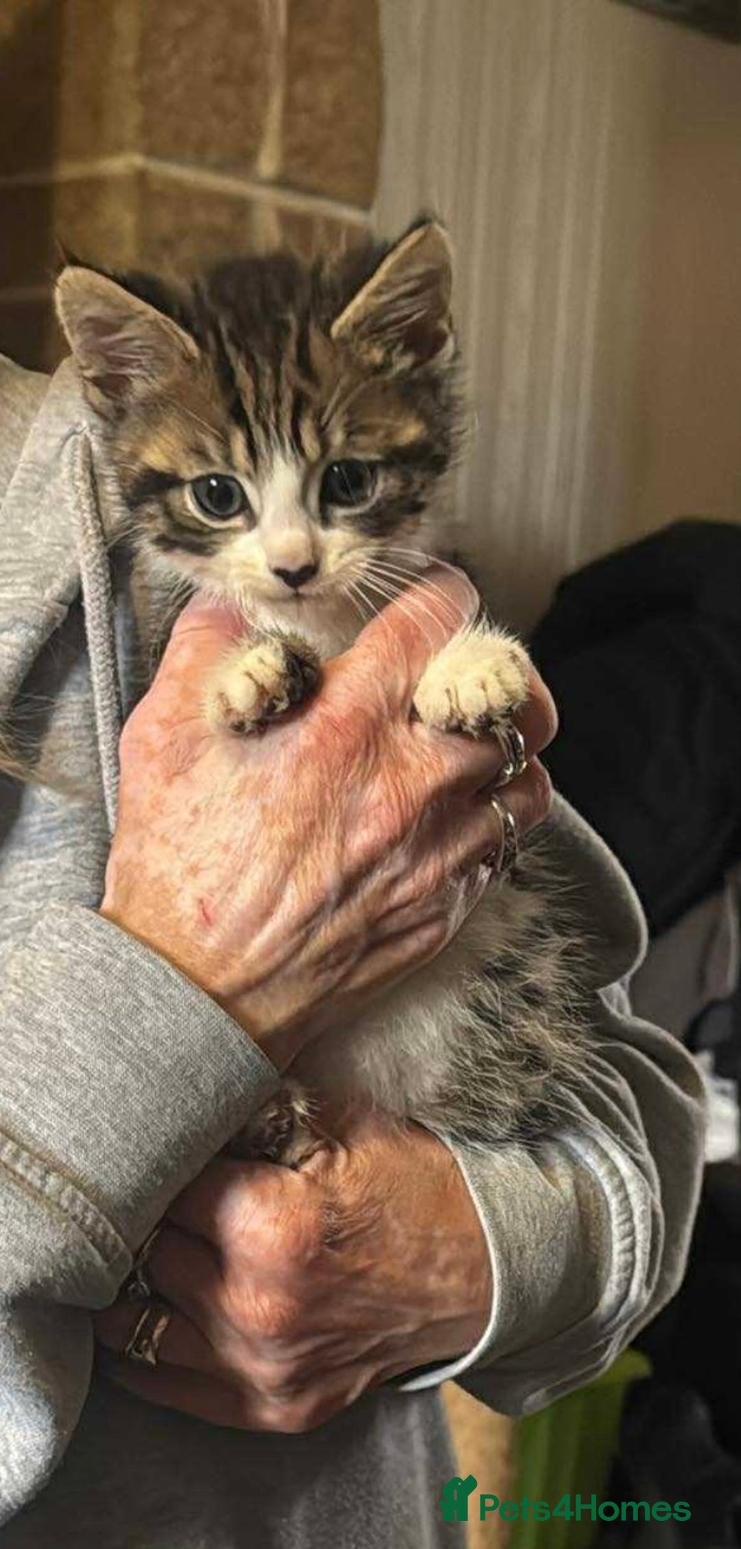 Mixed Breed cats for sale: Tabby kitten  - Image 1