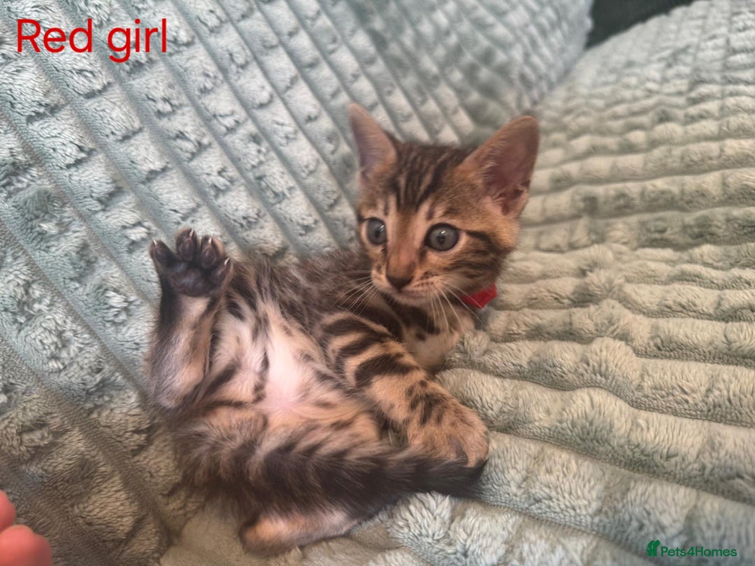 Bengal cats for sale: Pure bengal kittens  - Image 11