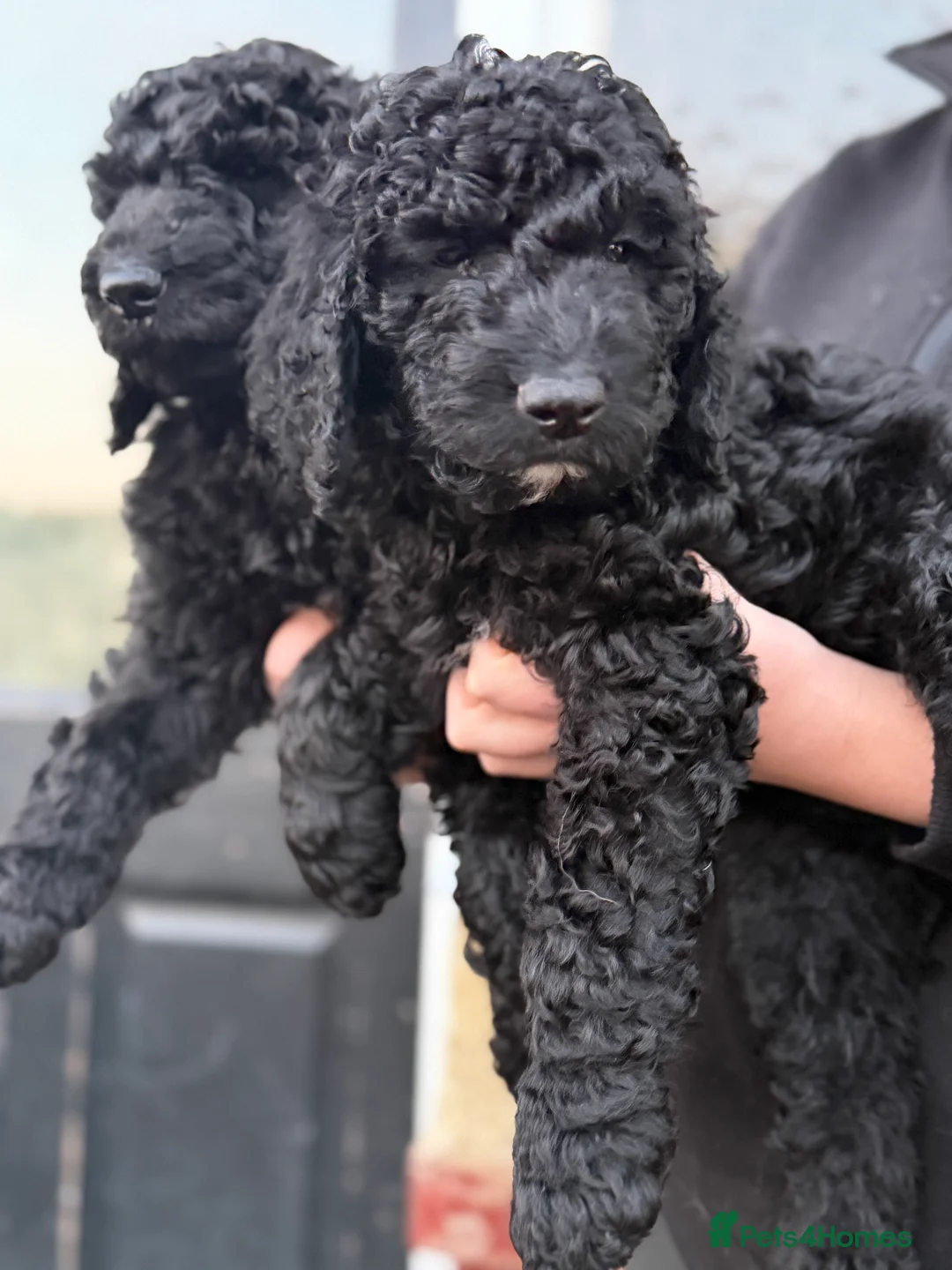 Goldendoodle dogs for sale: Female Goldendoodle Ready Now - Advert 18