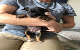 Jack Russell dogs for sale: Jack Russell pups - Image 6